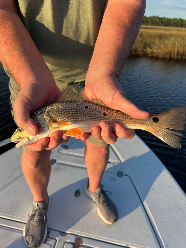 6-Hour Inshore In Panama City Beach