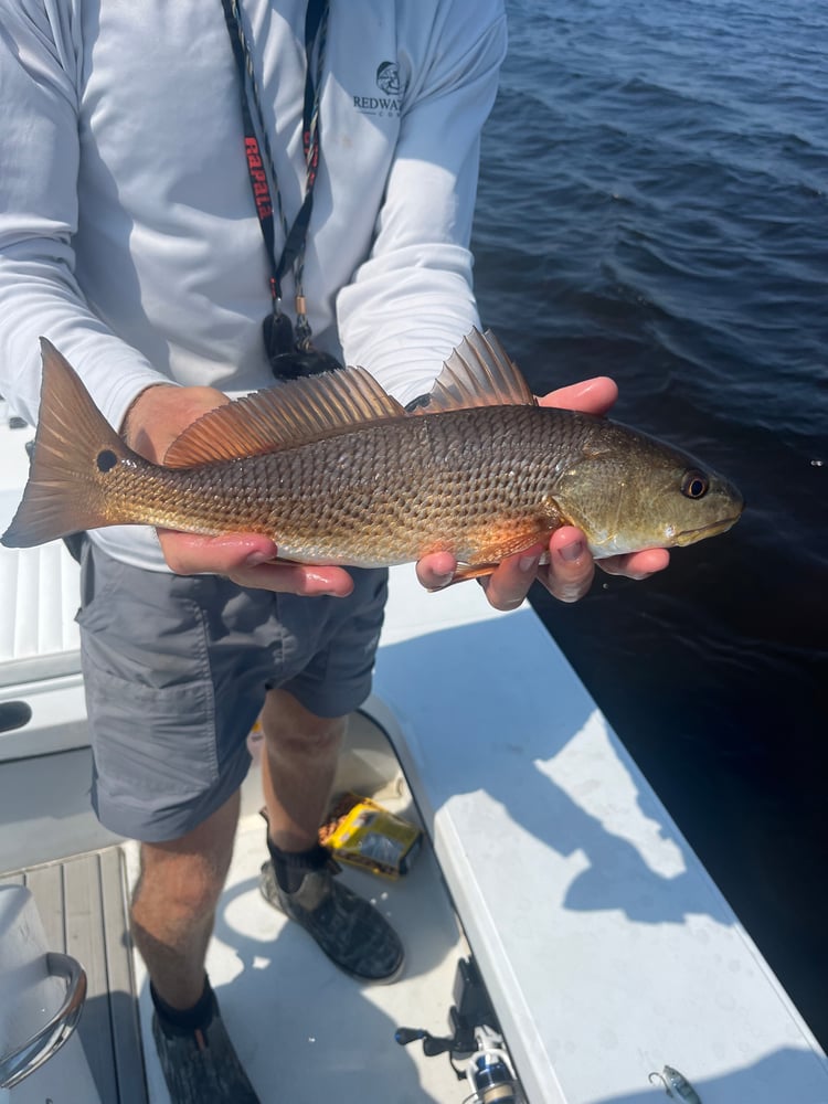 6-Hour Inshore In Panama City Beach