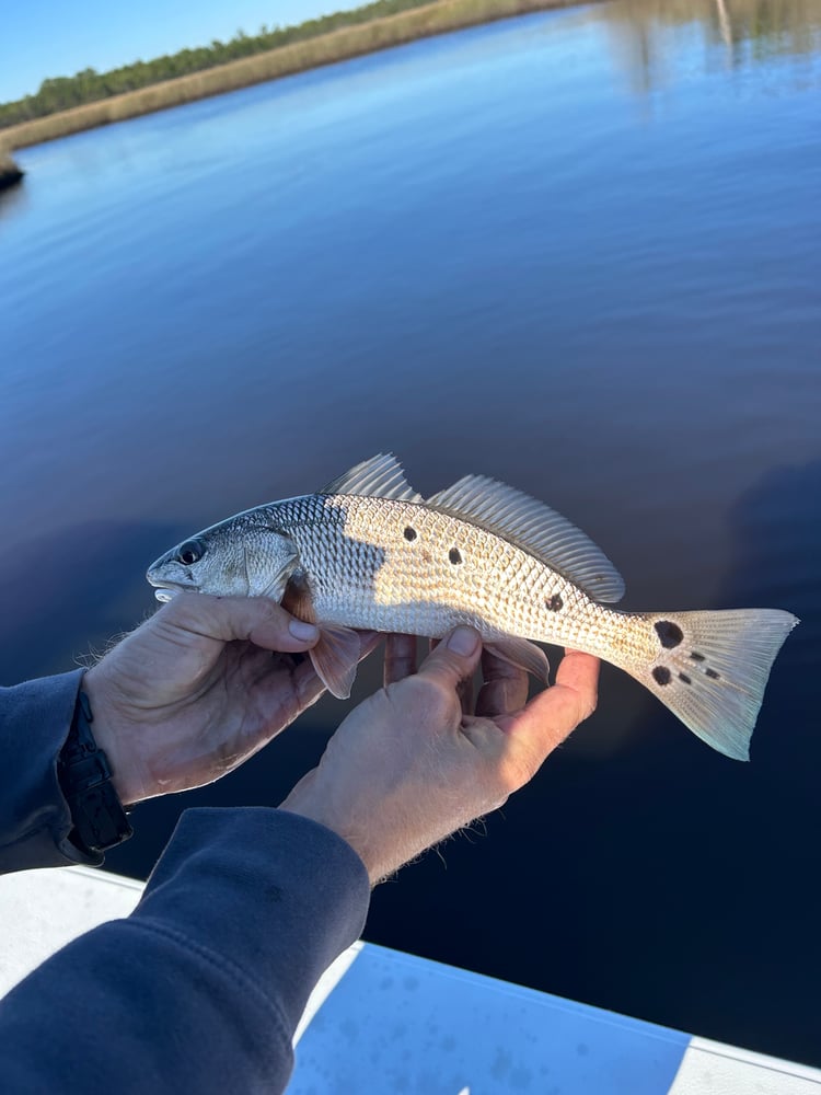 6-Hour Inshore In Panama City Beach