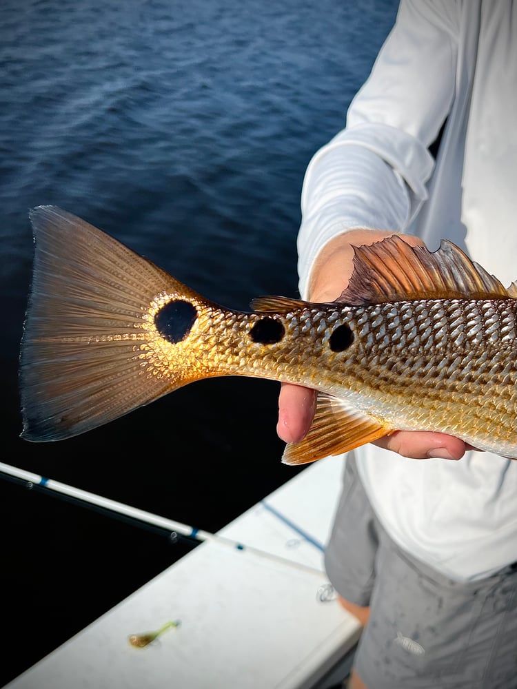 6-Hour Inshore In Panama City Beach