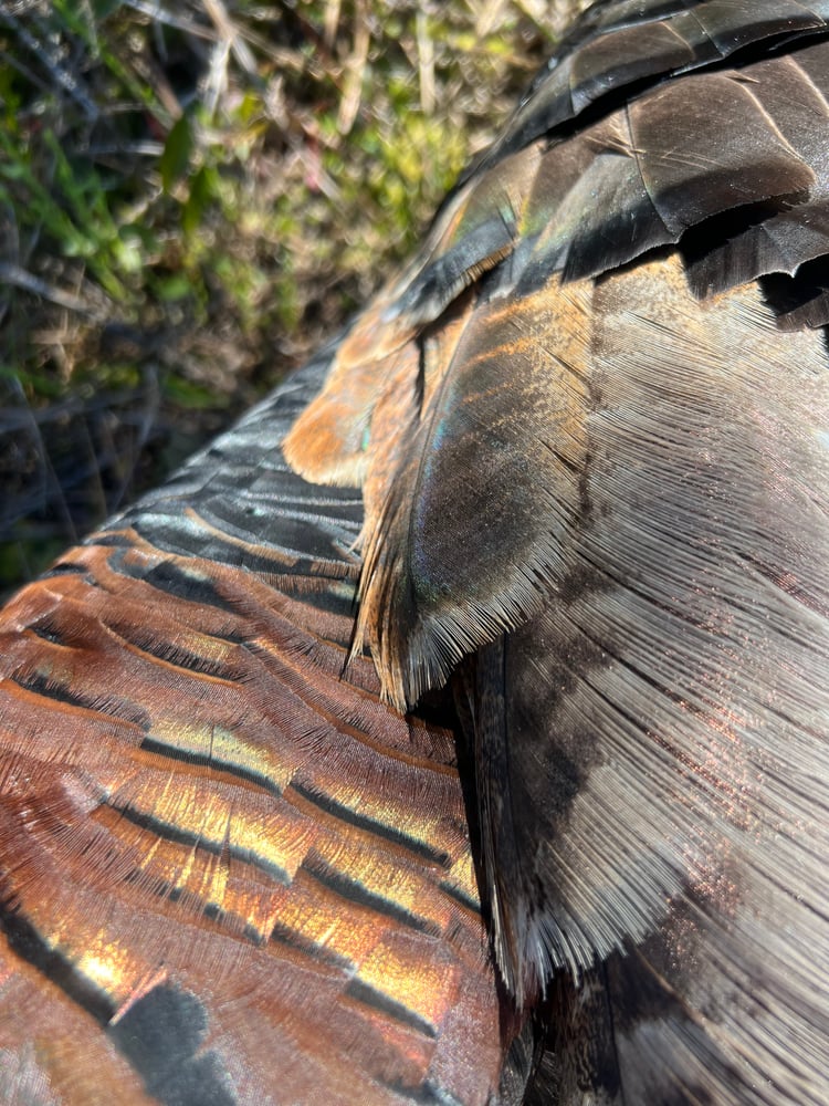 Turkey Hunt In Amelia City