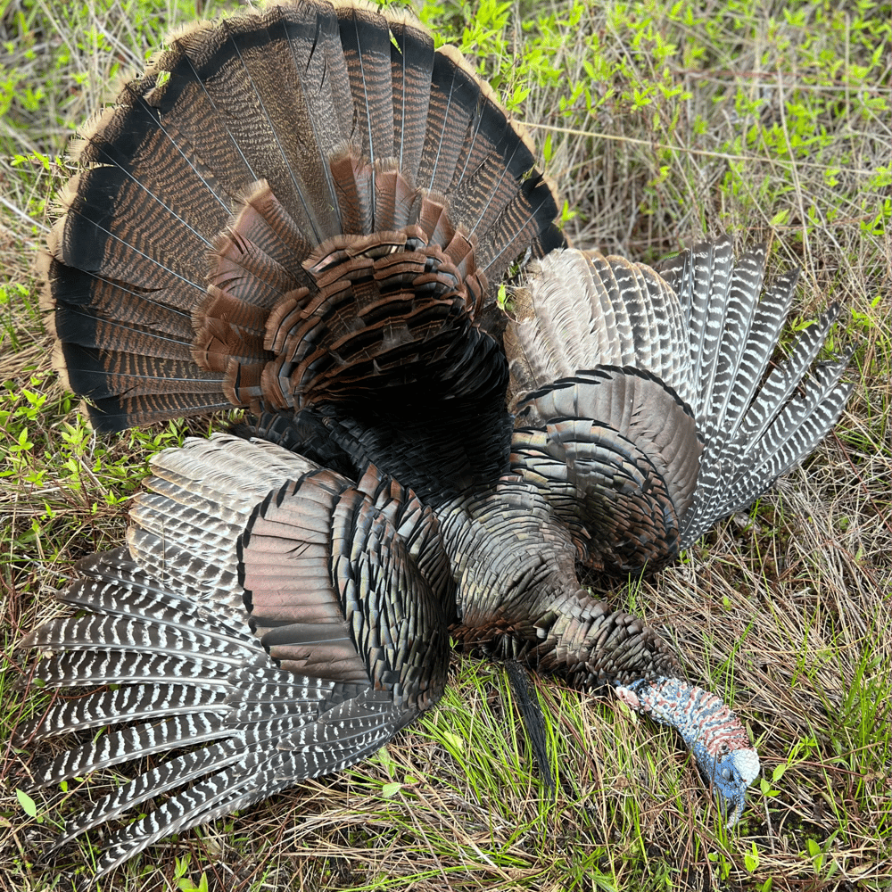 Turkey Hunt In Amelia City