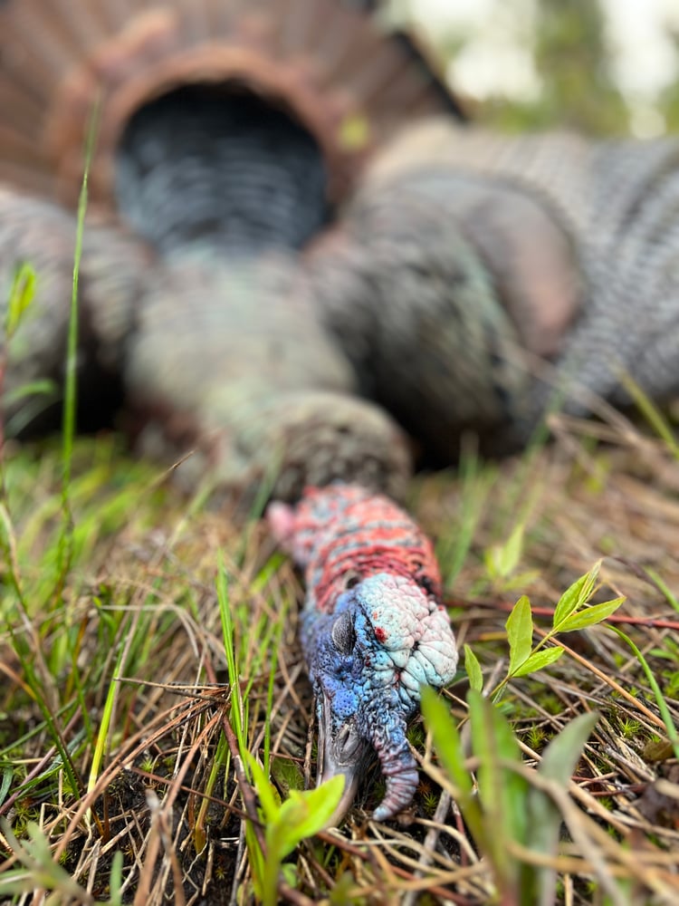 Turkey Hunt In Amelia City