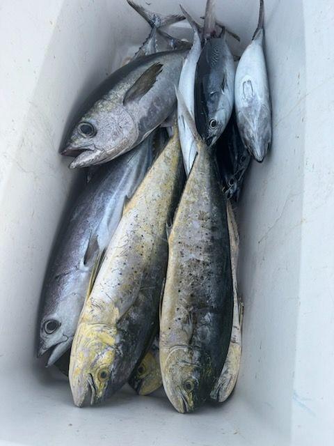 Mahi / Tuna Combo Trip In Marathon