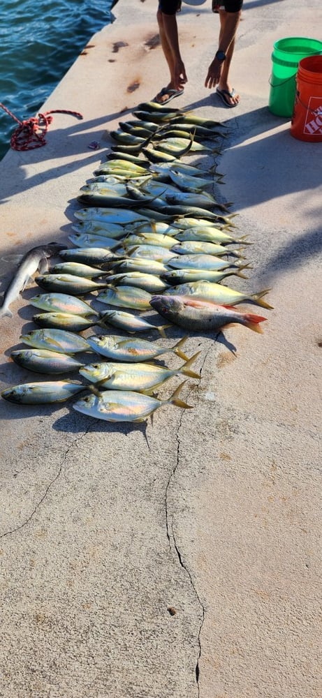 Reef Snapper Trip In Marathon