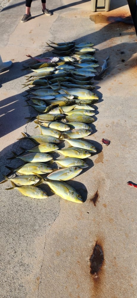 Reef Snapper Trip In Marathon