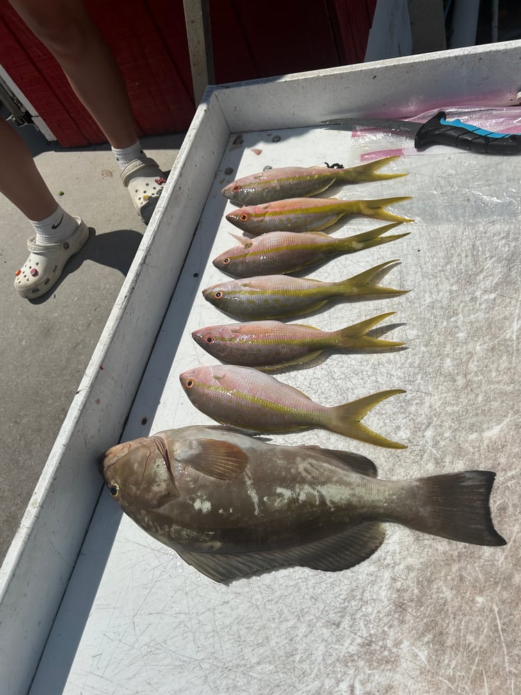 Reef Snapper Trip In Marathon