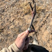 Texas Panhandle Goose Hunt In Lubbock