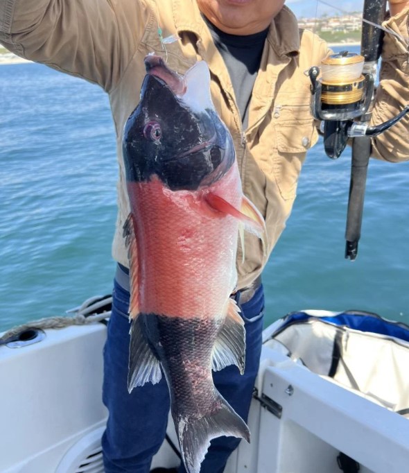 So-Cal Sportfishing Or Sharking Trip - 34' Scarab In Dana Point