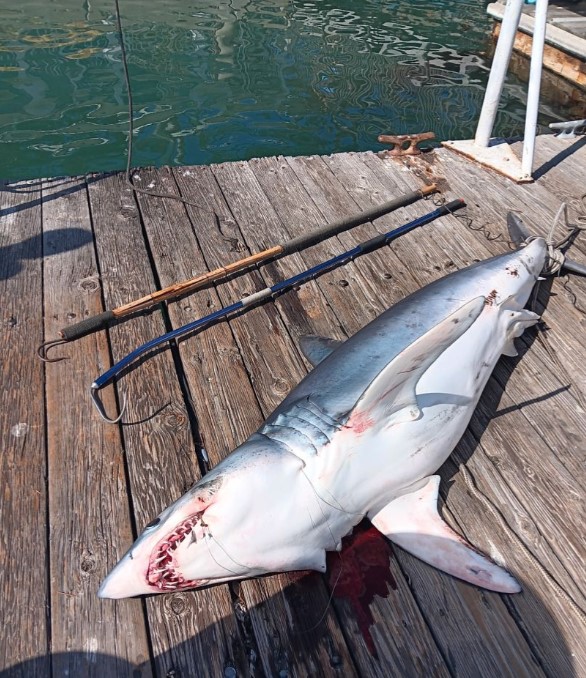 So-Cal Sportfishing Or Sharking Trip - 34' Scarab In Dana Point