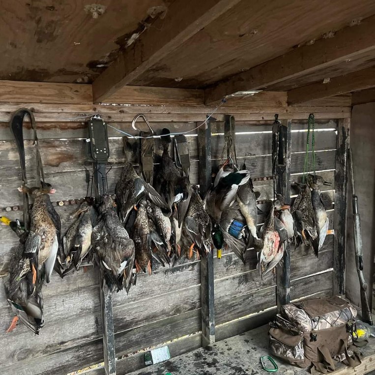 Duck Hunting W/ Lodging Available In Fisher