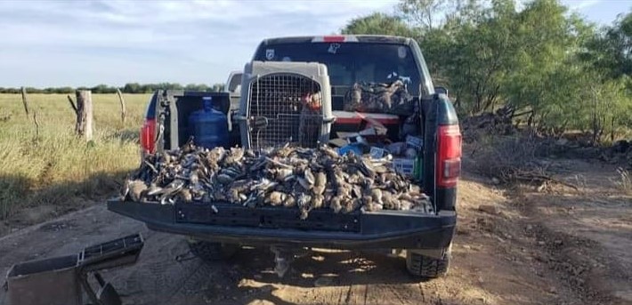 Dove Hunting 3 Days / 4 Nights In San Fernando