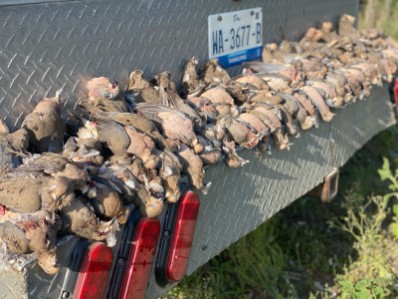 Dove Hunting 3 Days / 4 Nights In San Fernando