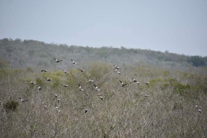 Dove Hunting 3 Days / 4 Nights In San Fernando