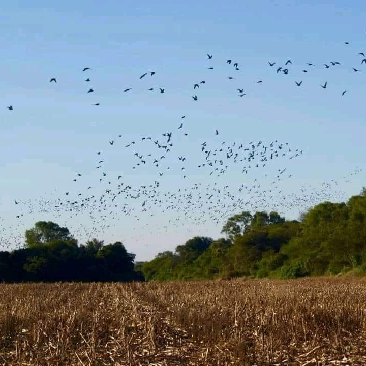 Dove Hunting 3 Days / 4 Nights In San Fernando