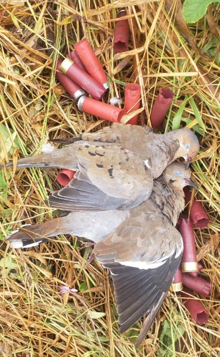 Dove Hunting 3 Days / 4 Nights In San Fernando