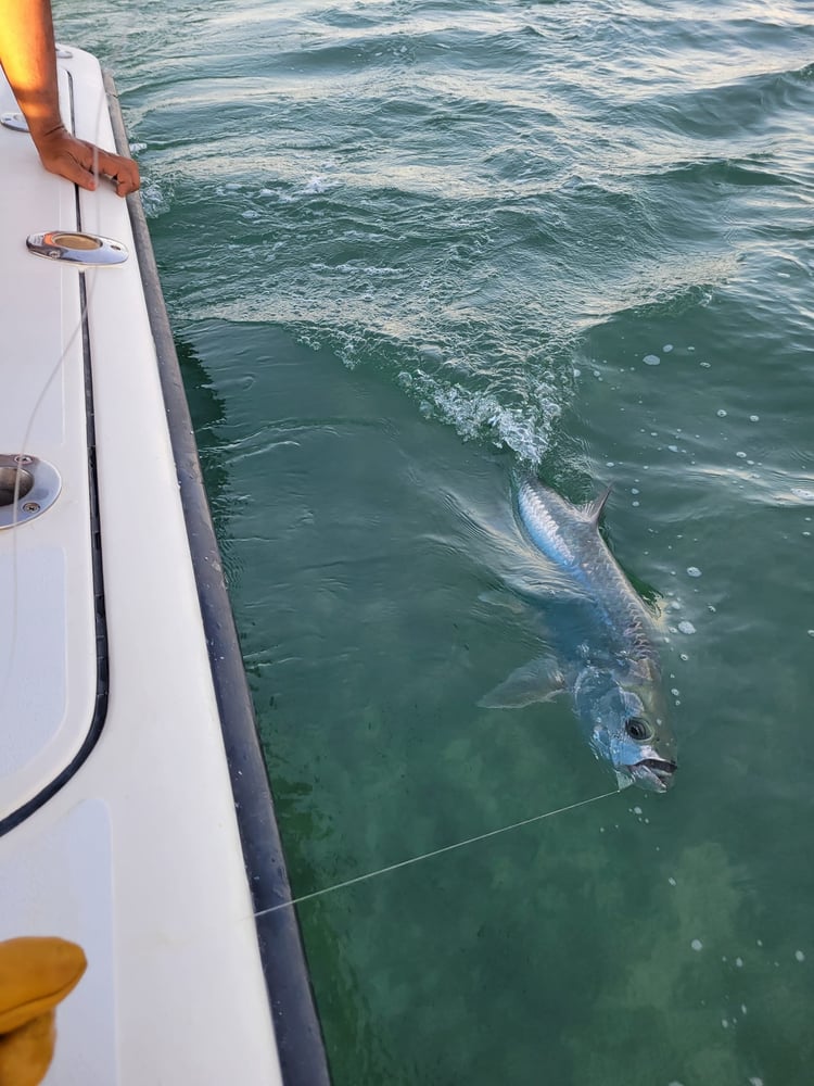 Short Tarpon Trip In Marathon