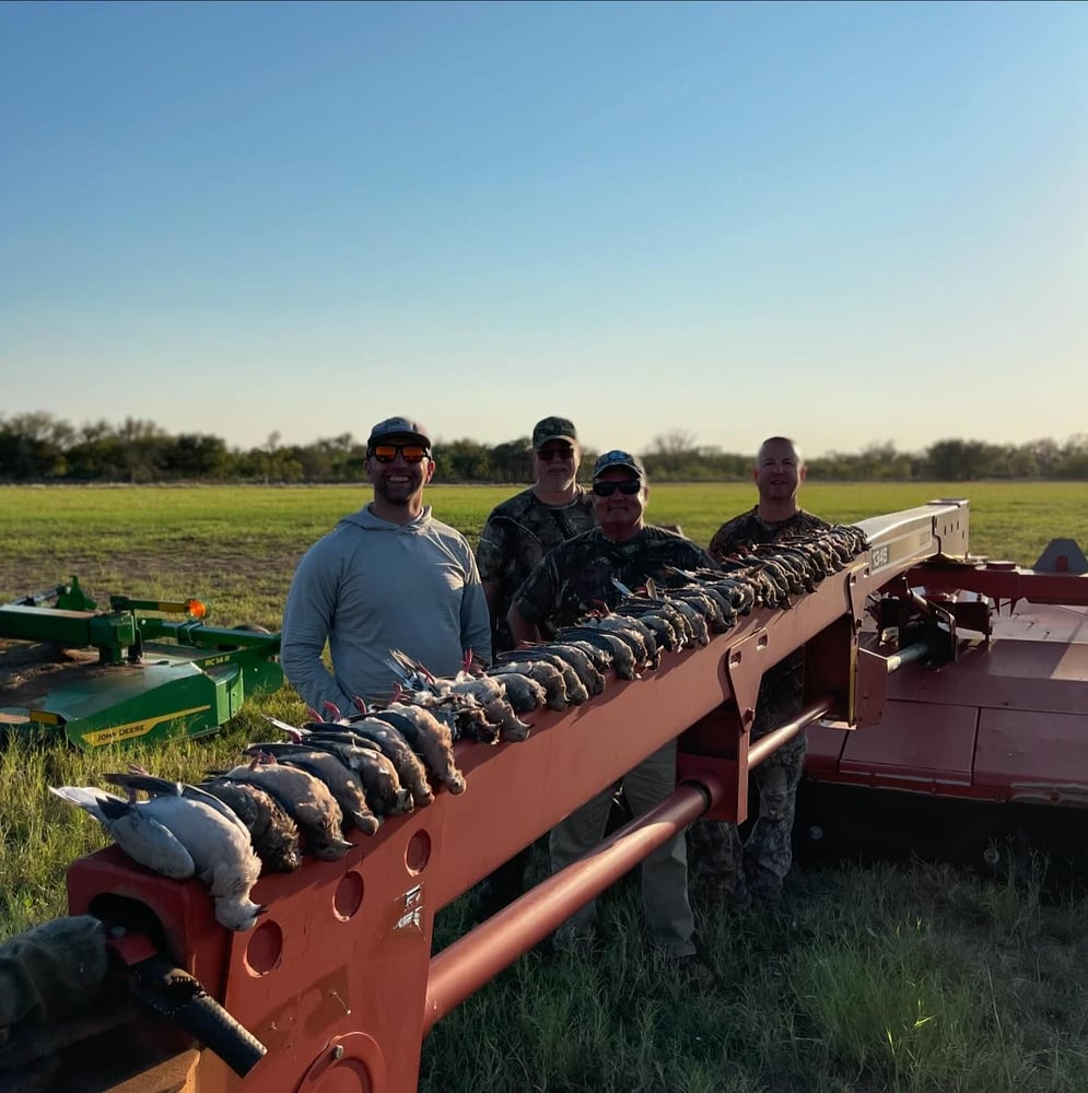 Abilene Dove Hunting In Abilene