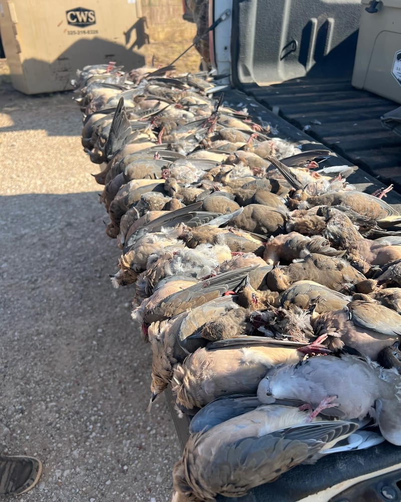 Abilene Dove Hunting In Abilene