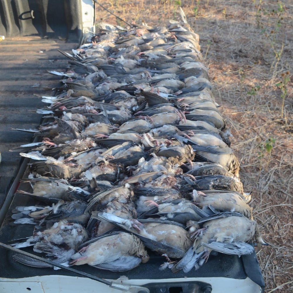 Abilene Dove Hunting In Abilene