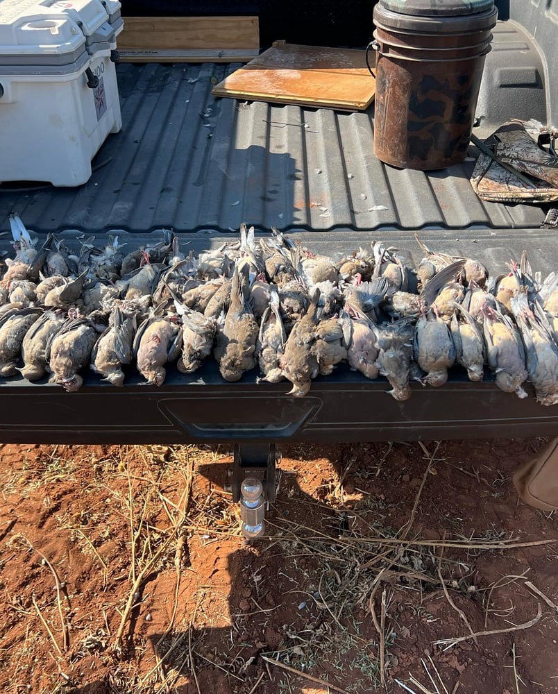 Abilene Dove Hunting In Abilene