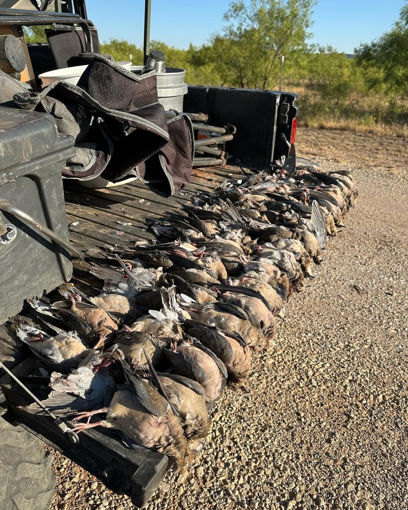 Abilene Dove Hunting In Abilene