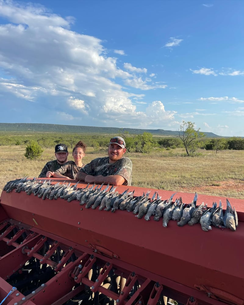 Abilene Dove Hunting In Abilene