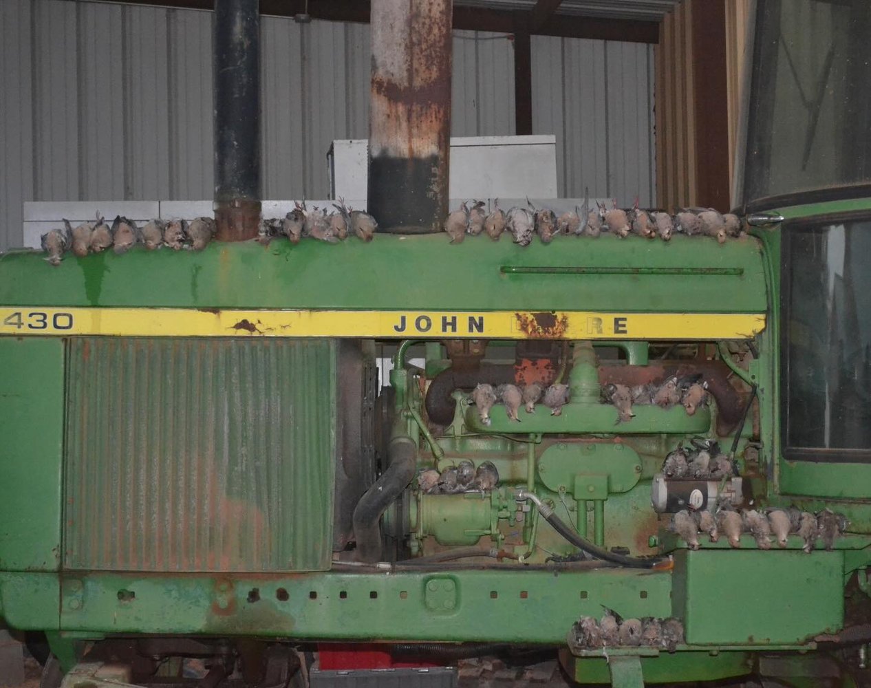 Abilene Dove Hunting In Abilene