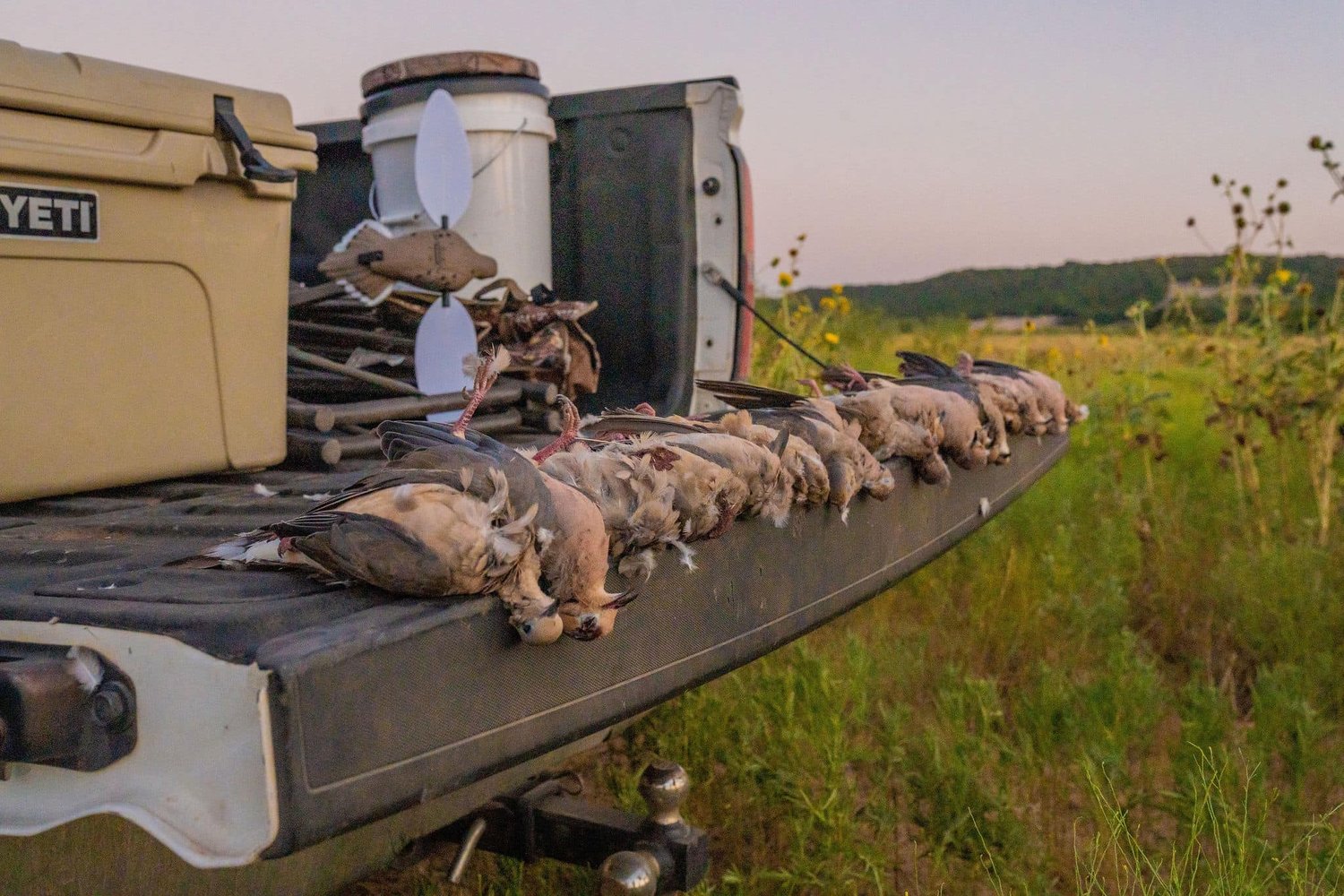 Abilene Dove Hunting In Abilene