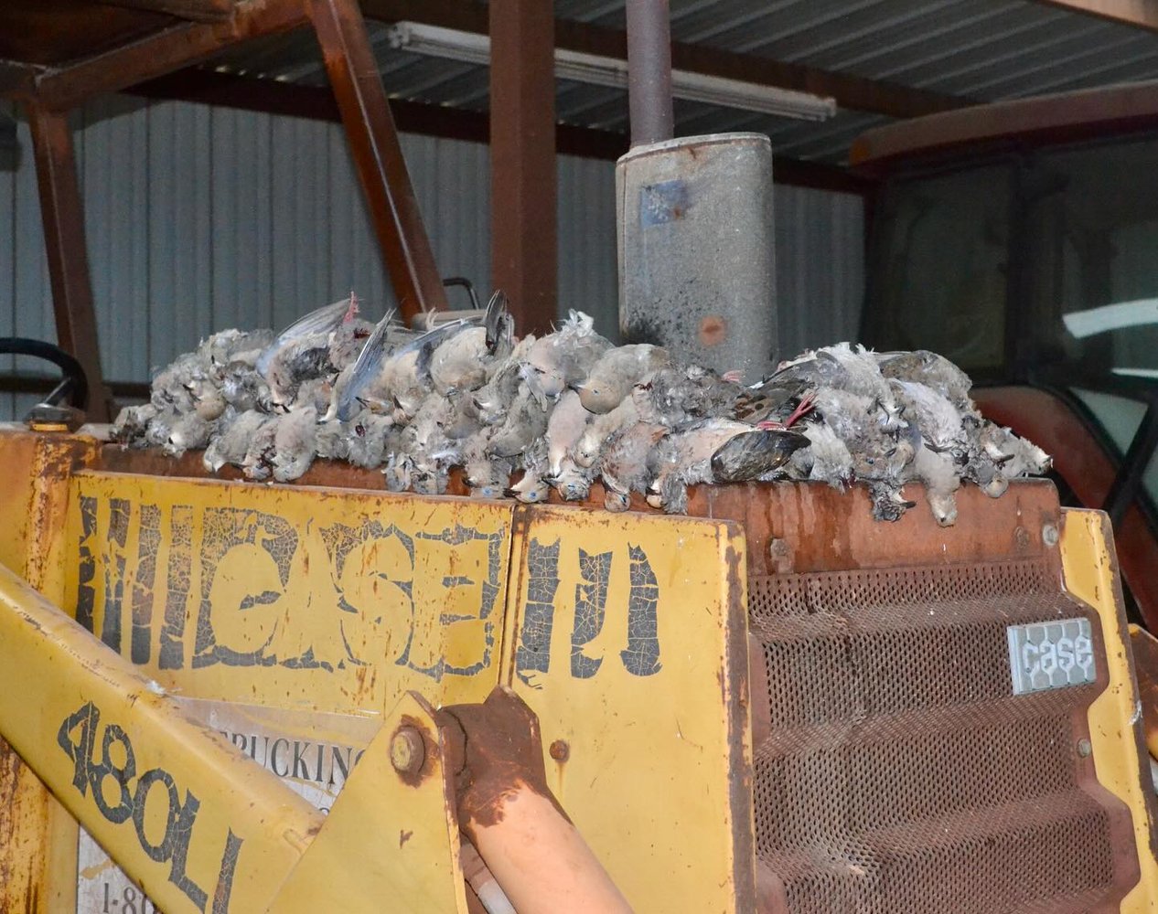 Abilene Dove Hunting In Abilene