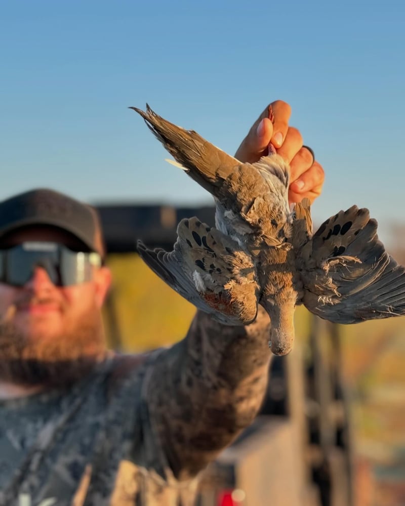 Abilene Dove Hunting In Abilene