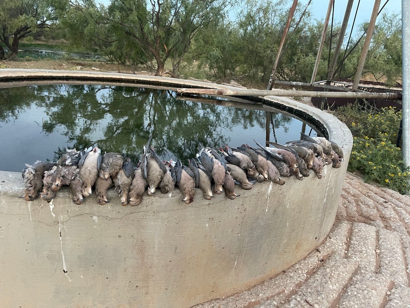 West Texas Weekday Dove Hunt In Andrews