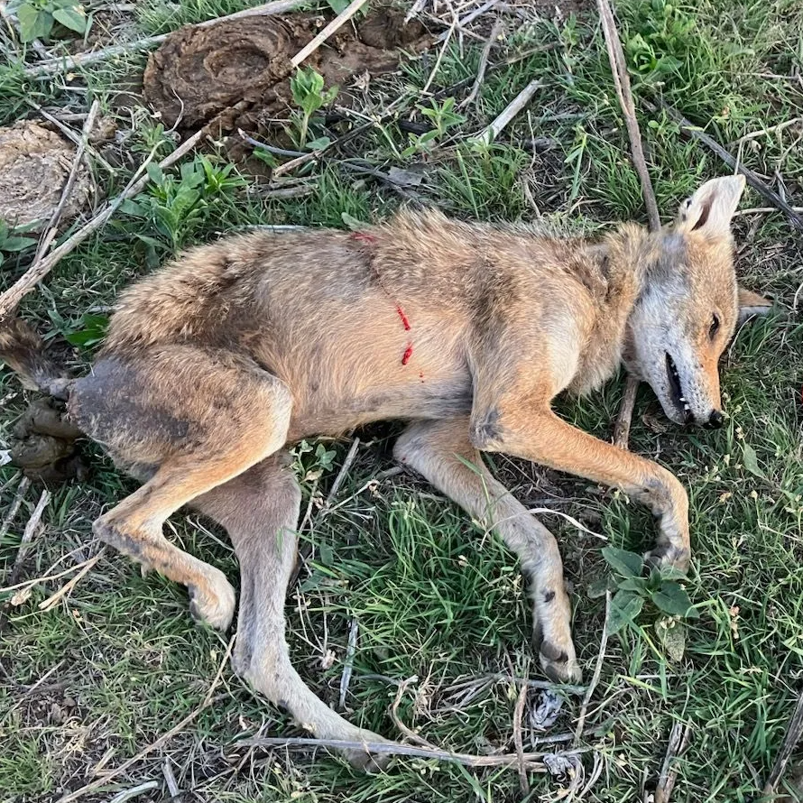 Oklahoma Predator Hunts In Fort Supply