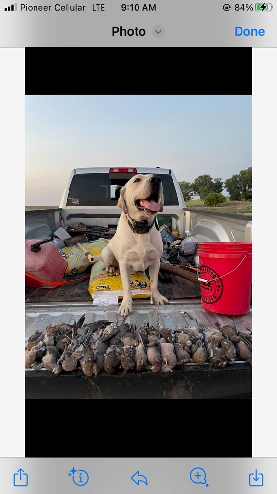 Oklahoma Dove Hunts In Fort Supply