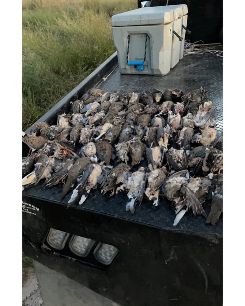 Oklahoma Dove Hunts In Fort Supply