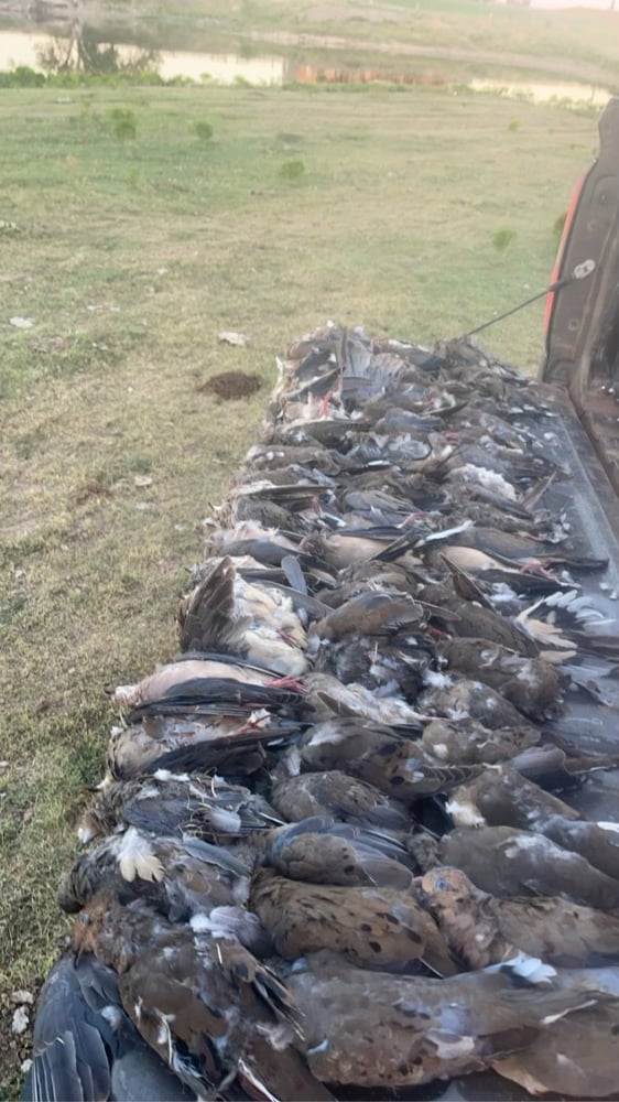 Oklahoma Dove Hunts In Fort Supply