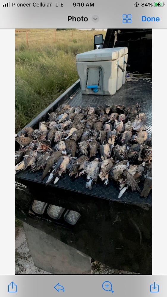 Oklahoma Dove Hunts In Fort Supply