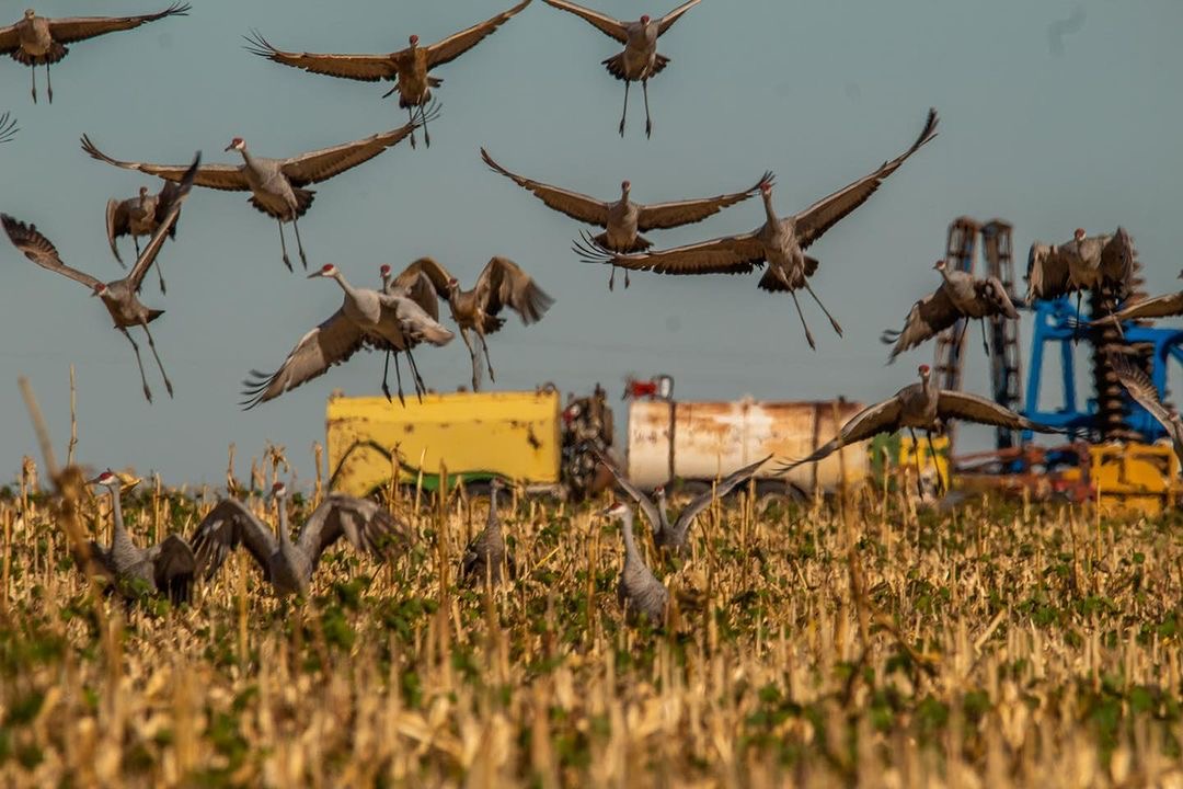 Drive-in Goose / Crane Hunts In Olton