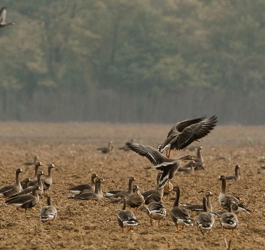 Drive-in Goose / Crane Hunts In Olton