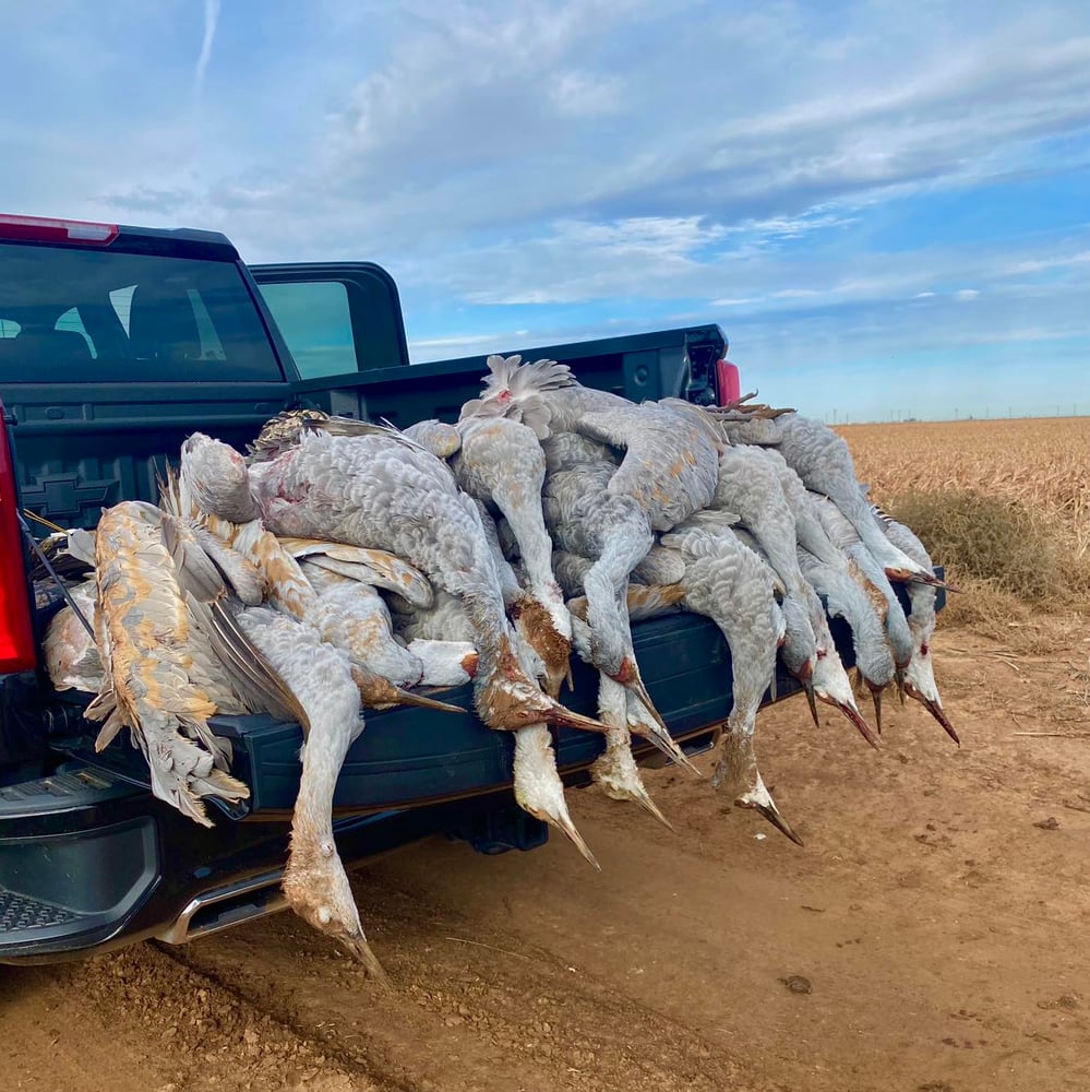 Drive-in Goose / Crane Hunts In Olton