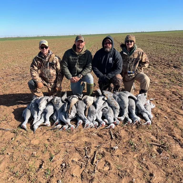 Drive-in Goose / Crane Hunts In Olton