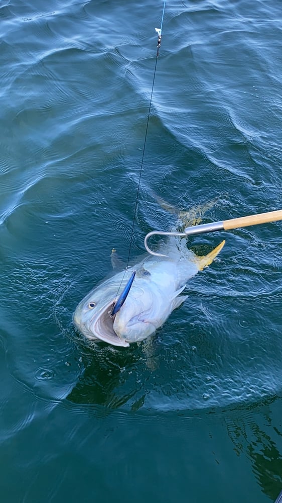 Amberjack In Panama City