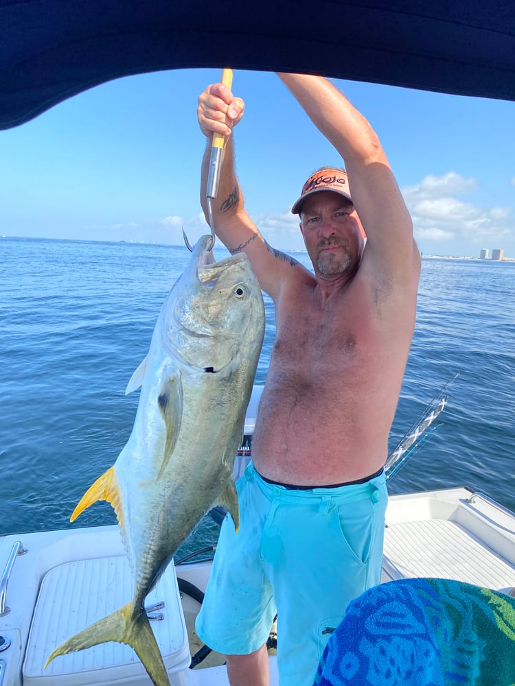 Amberjack In Panama City