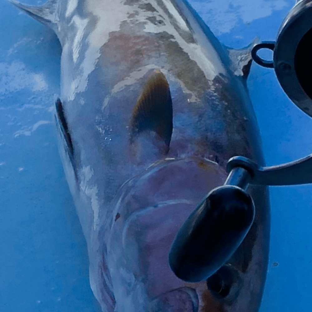 Amberjack In Panama City