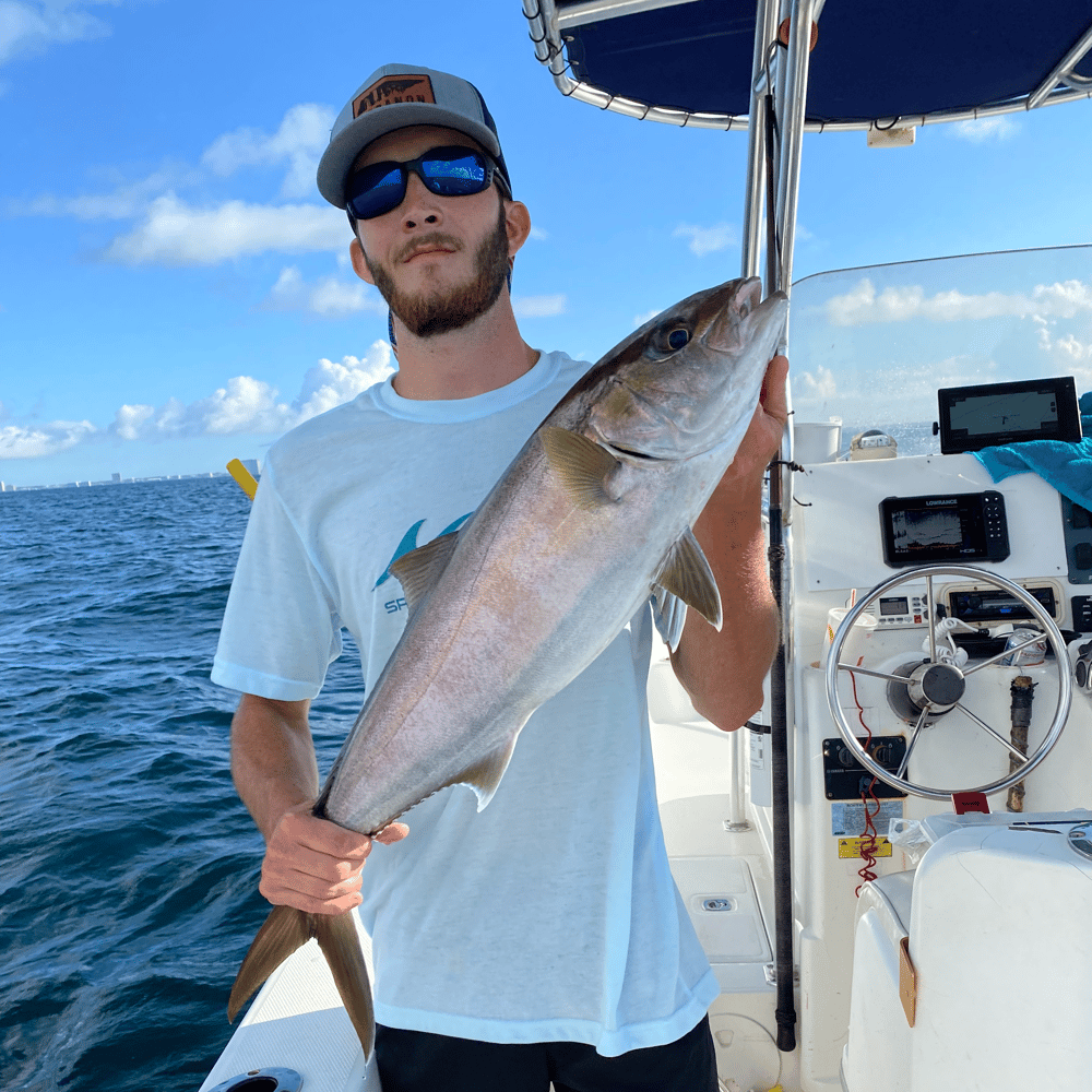 Amberjack In Panama City