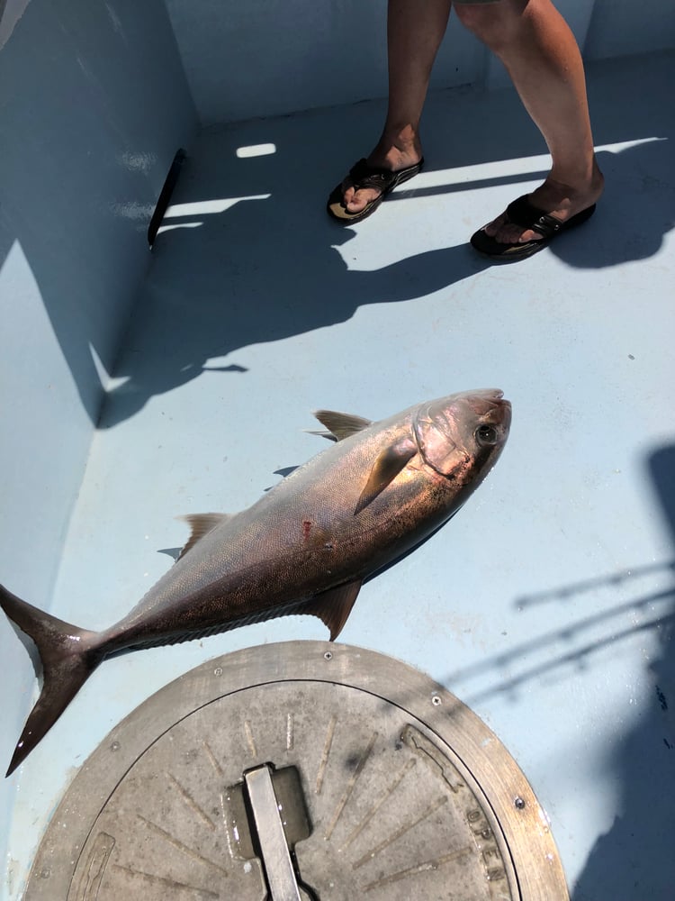 Amberjack In Panama City