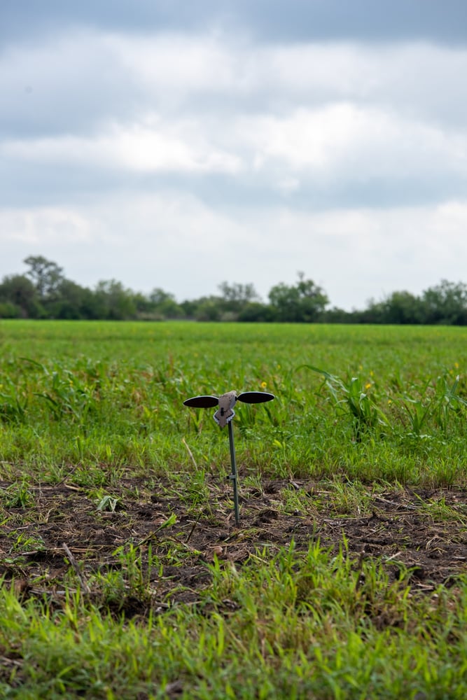 Hondo, TX Dove Hunt In Hondo