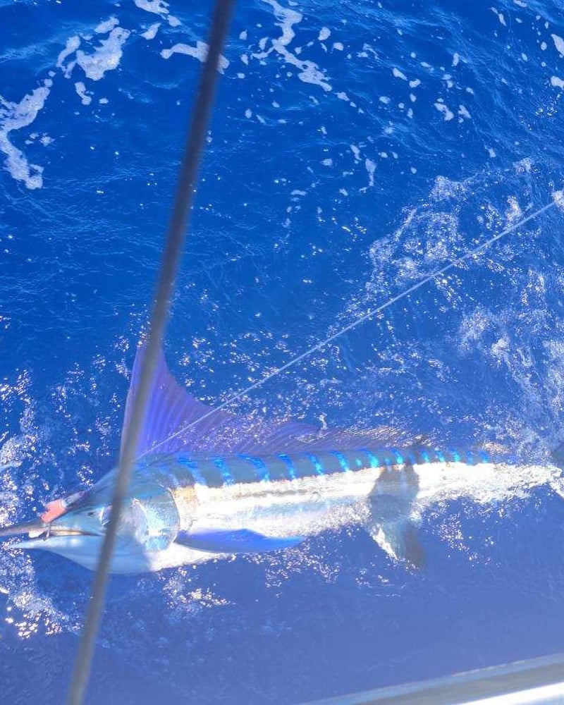 HALF-DAY SPORT FISHING ON OAHU In Honolulu