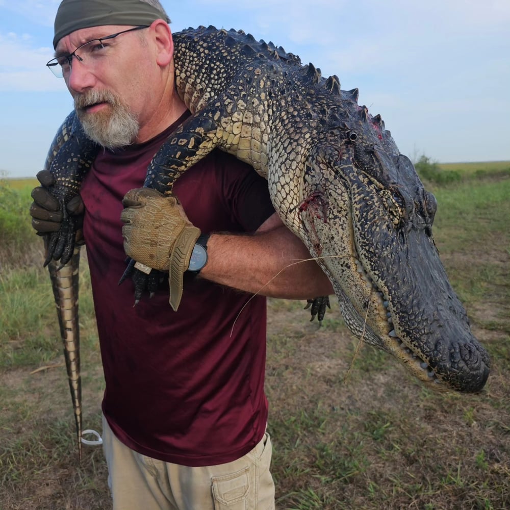 Texas Alligator Hunt (Archery Available) In Beaumont