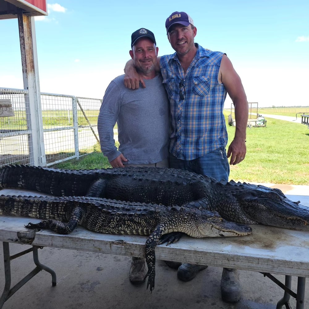 Texas Alligator Hunt (Archery Available) In Beaumont